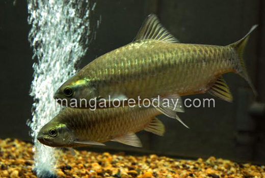 ’Pilikula Matsyalaya’  to protect endangered rare fish 1
